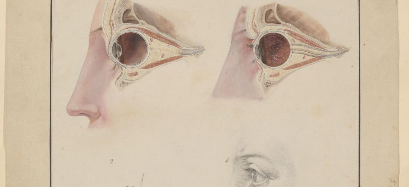 Koeck Auge c FDH web